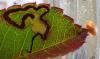 Stigmella sp.